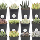 Costa Farms Succulent Gold Box | Amazon